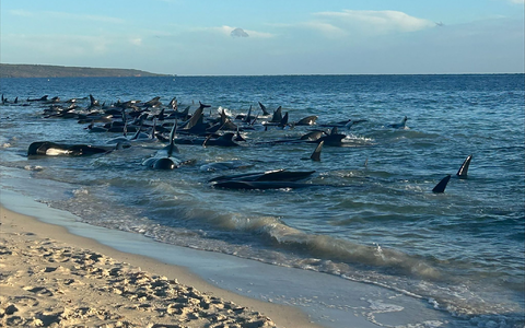 Massenstrandung von Walen in Toby's Inlet in Westaustralien. - Foto: Supplied/PARKS AND WILDLIFE WESTERN AUSTRALIA/AAP/dpa