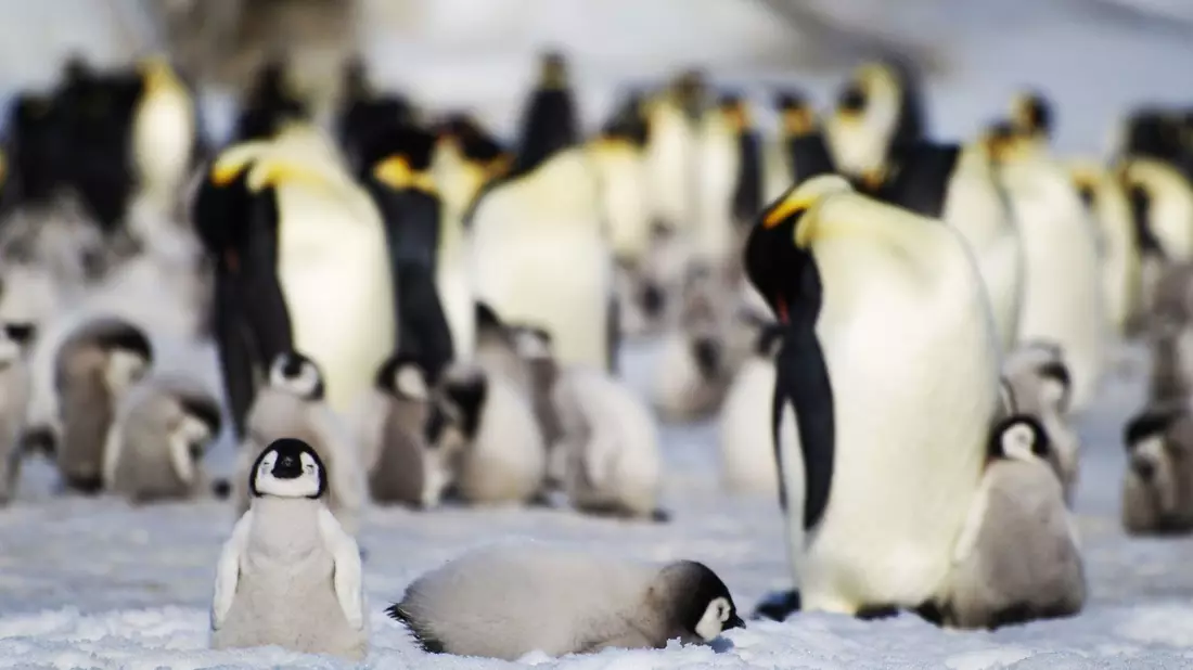Junge und ausgewachsene Kaiserpinguine einer Kolonie in der Antarktis. - Bild: Bas/PA Media/dpa