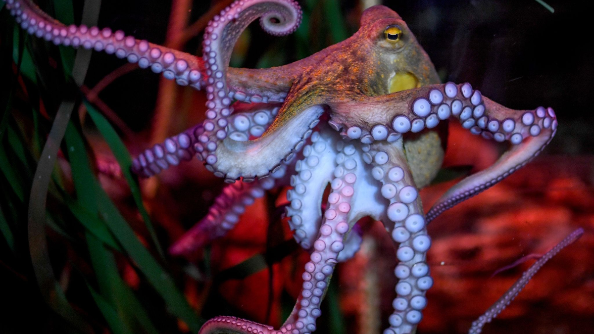 Oktopusse meiden Schmerzen und schätzen Schmerzlinderung: Zu diesem Ergebnis kam eine 2021 in «iScience» veröffentlichte Studie. - Foto: Britta Pedersen/dpa