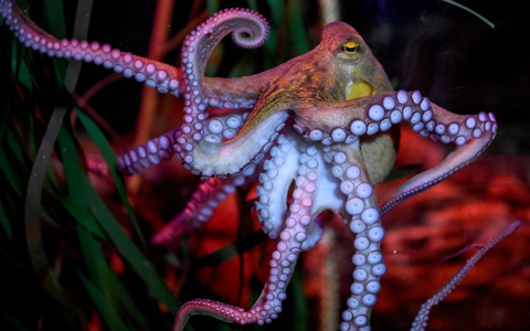 Oktopusse meiden Schmerzen und schätzen Schmerzlinderung: Zu diesem Ergebnis kam eine 2021 in «iScience» veröffentlichte Studie. - Foto: Britta Pedersen/dpa