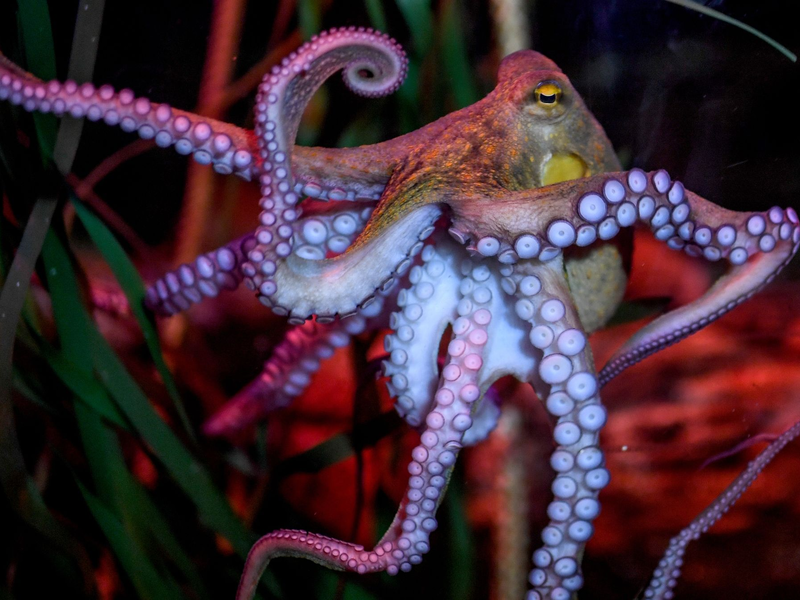 Oktopusse meiden Schmerzen und schätzen Schmerzlinderung: Zu diesem Ergebnis kam eine 2021 in «iScience» veröffentlichte Studie. - Foto: Britta Pedersen/dpa