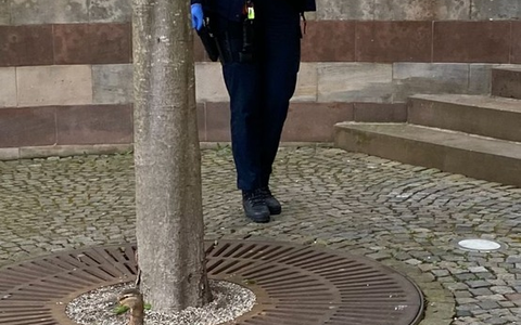 POL-PDNW: (Bad Dürkheim) - Entenfamilie auf Abwegen - Foto: presseportal.de