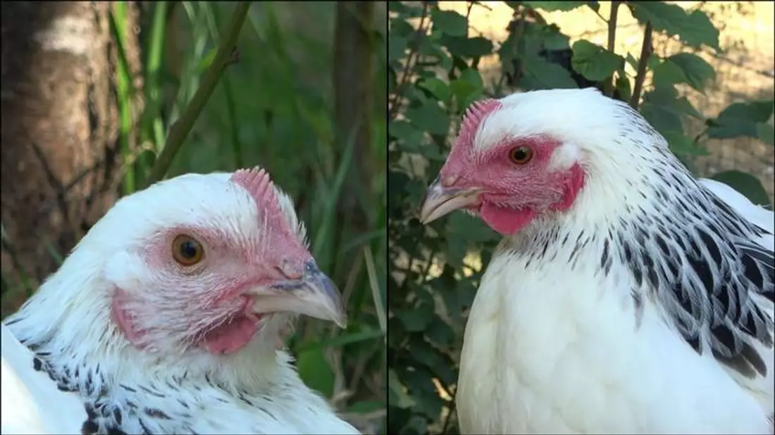 Die linke Henne ist den Angaben zufolge im Ruhezustand und daher ist ihr Gesicht nur leicht rot gefärbt. Rechts sieht man ein stark errötetes Gesicht, nachdem das Huhn eine negative Erfahrung gemacht hat. - Bild: INRAE - Bertin and Arnould/EurekAlert/dpa