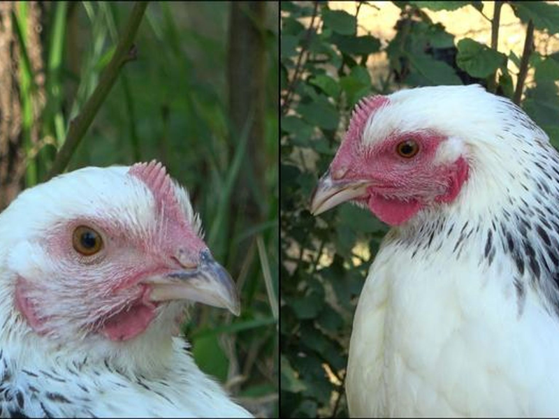 Die linke Henne ist den Angaben zufolge im Ruhezustand und daher ist ihr Gesicht nur leicht rot gefärbt. Rechts sieht man ein stark errötetes Gesicht, nachdem das Huhn eine negative Erfahrung gemacht hat. - Foto: INRAE - Bertin and Arnould/EurekAlert/dpa