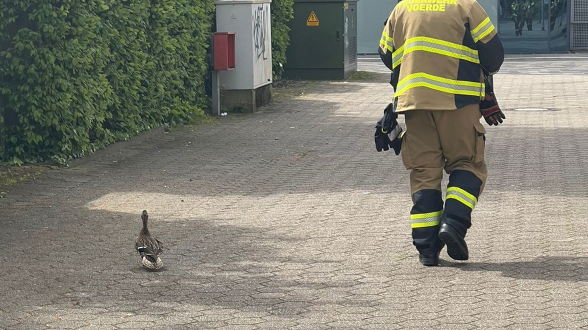 FW Voerde: Entenfamilie gerettet - Foto: presseportal.de
