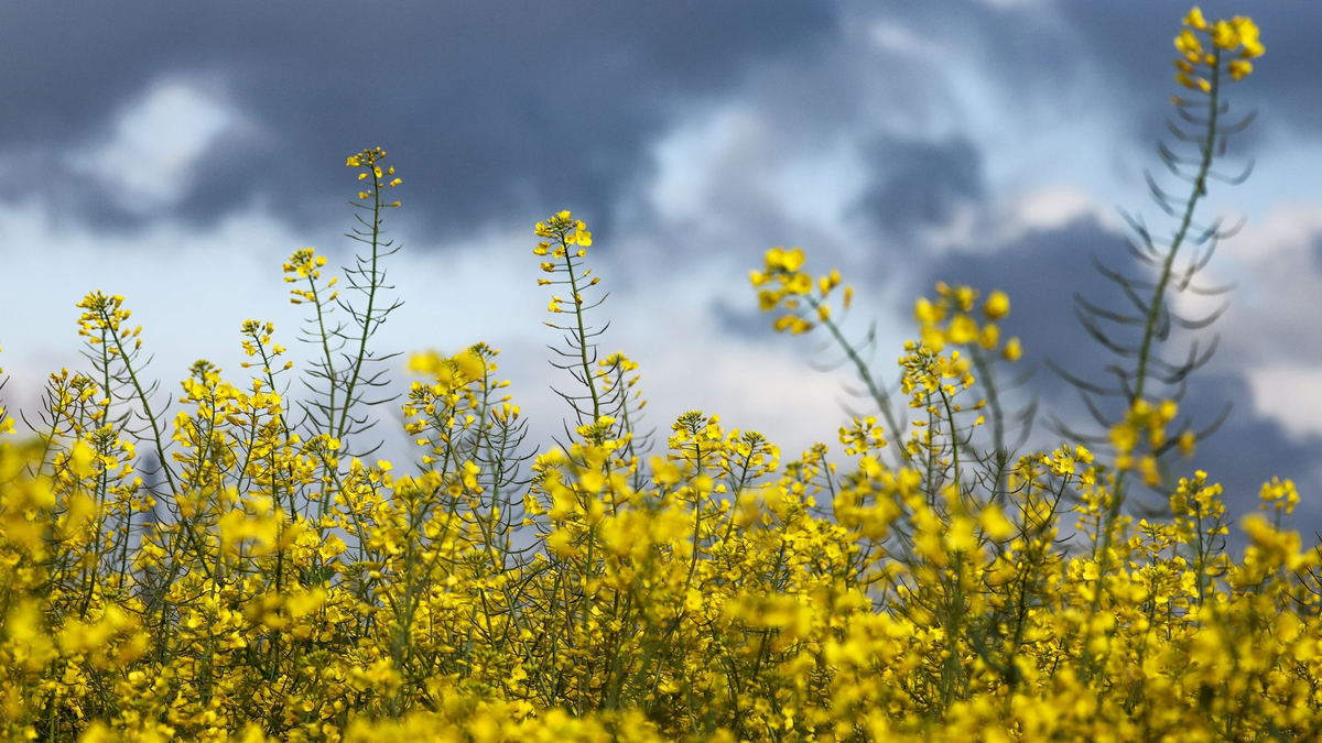 Am Sonntagabend und zum Wochenstart können sich insbesondere im Norden Deutschlands einzelne Gewitter bilden (Symbolbild). - Foto: Christoph Reichwein/dpa