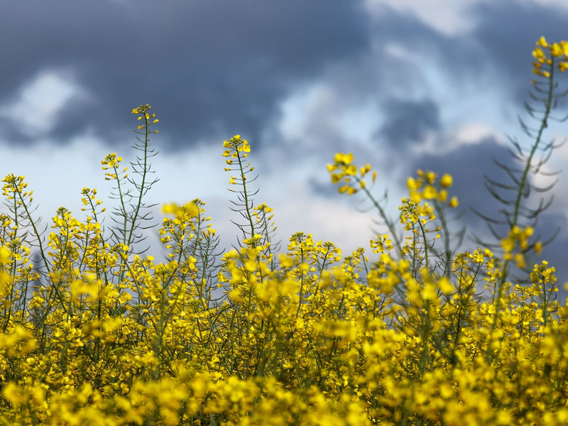 Am Sonntagabend und zum Wochenstart können sich insbesondere im Norden Deutschlands einzelne Gewitter bilden (Symbolbild). - Foto: Christoph Reichwein/dpa
