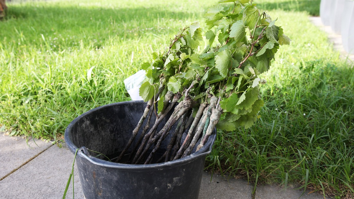 POL-FR: Freiburg-Opfingen: Mofafahrer mit gestohlenen Rebstöcken erwischt - Eigentümer der Pflanzen gesucht - Foto: presseportal.de