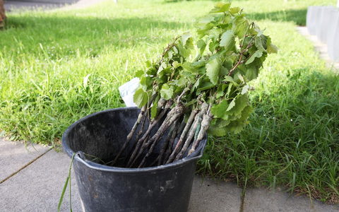 POL-FR: Freiburg-Opfingen: Mofafahrer mit gestohlenen Rebstöcken erwischt - Eigentümer der Pflanzen gesucht - Foto: presseportal.de