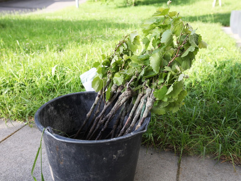 POL-FR: Freiburg-Opfingen: Mofafahrer mit gestohlenen Rebstöcken erwischt - Eigentümer der Pflanzen gesucht - Foto: presseportal.de