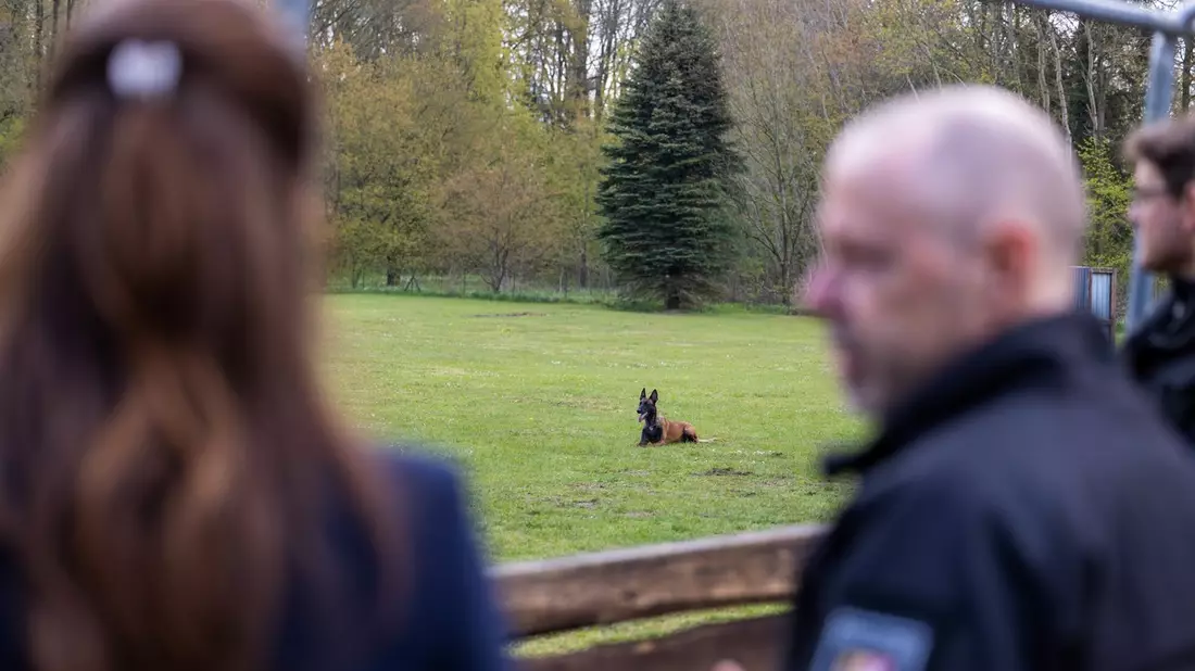 POL-NMS: 240430-1-pdnms Einsatz auf vier Pfoten: Hoher Besuch bei den Diensthunden - Bild: presseportal.de