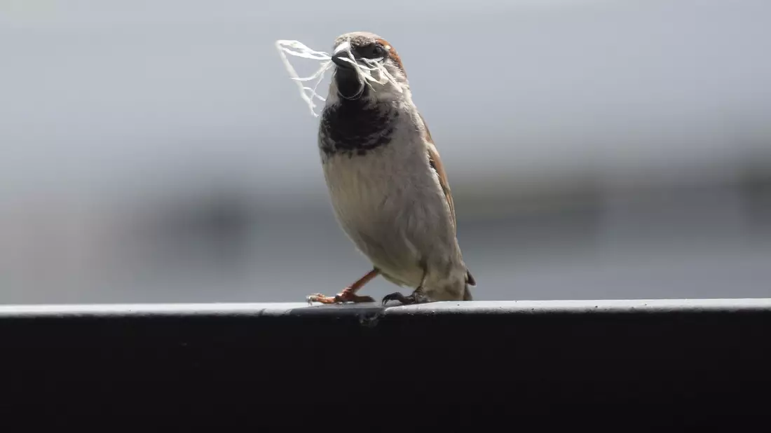 In manchen Städten ist der Spatz auf dem Rückzug. - Bild: Soeren Stache/dpa-Zentralbild/dpa