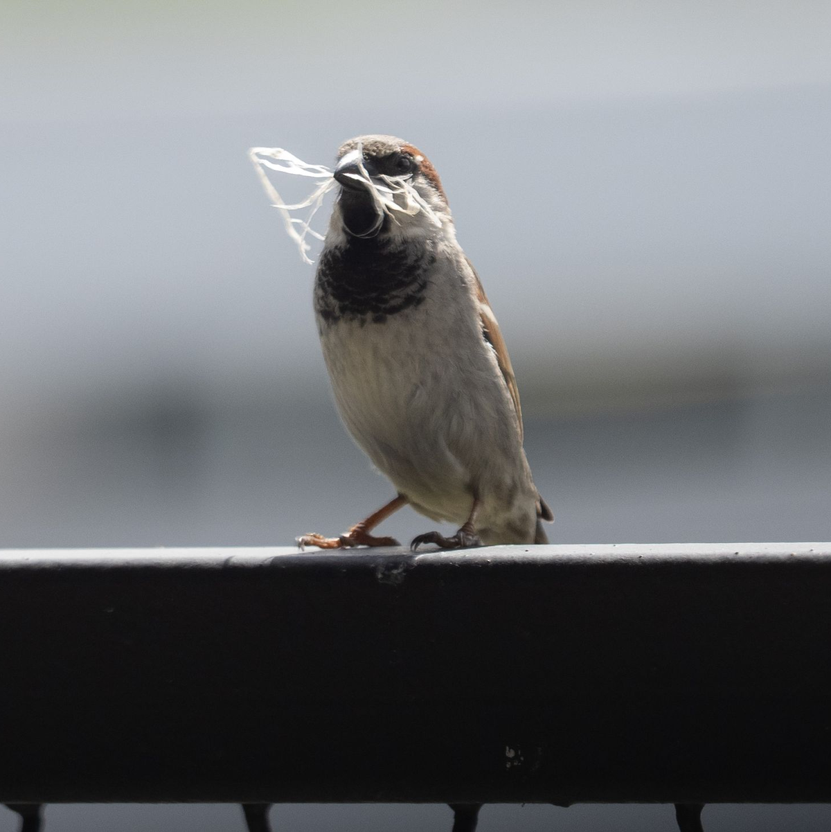 In manchen Städten ist der Spatz auf dem Rückzug. - Foto: Soeren Stache/dpa-Zentralbild/dpa