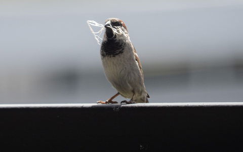 In manchen Städten ist der Spatz auf dem Rückzug. - Foto: Soeren Stache/dpa-Zentralbild/dpa