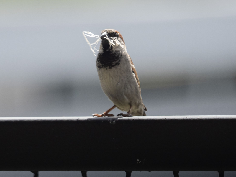 In manchen Städten ist der Spatz auf dem Rückzug. - Foto: Soeren Stache/dpa-Zentralbild/dpa
