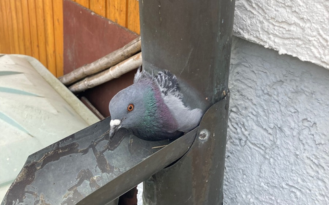 FW Stuttgart: Feuerwehr befreit eingeklemmte Taube aus Regenrohr - Foto: presseportal.de