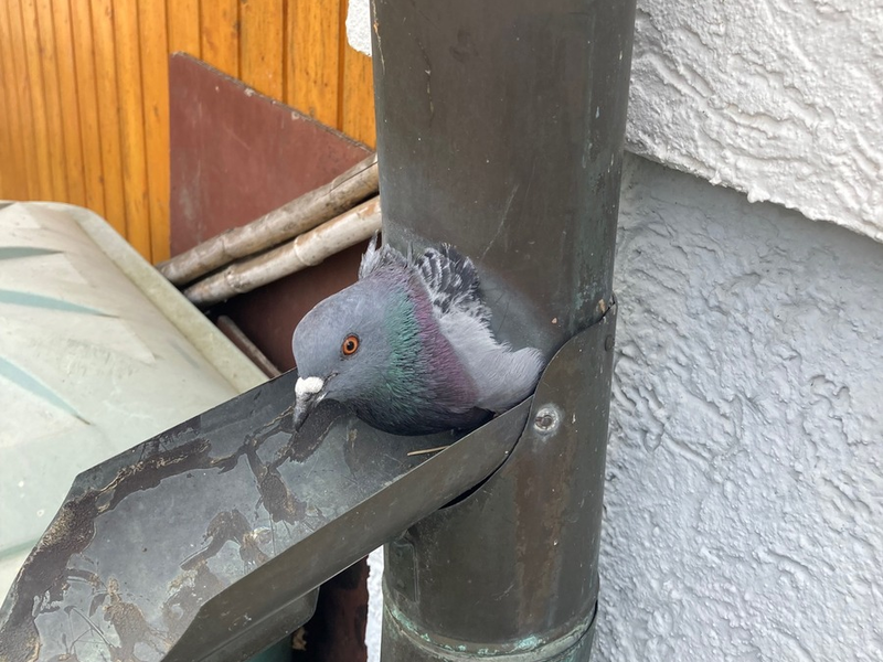 FW Stuttgart: Feuerwehr befreit eingeklemmte Taube aus Regenrohr - Foto: presseportal.de