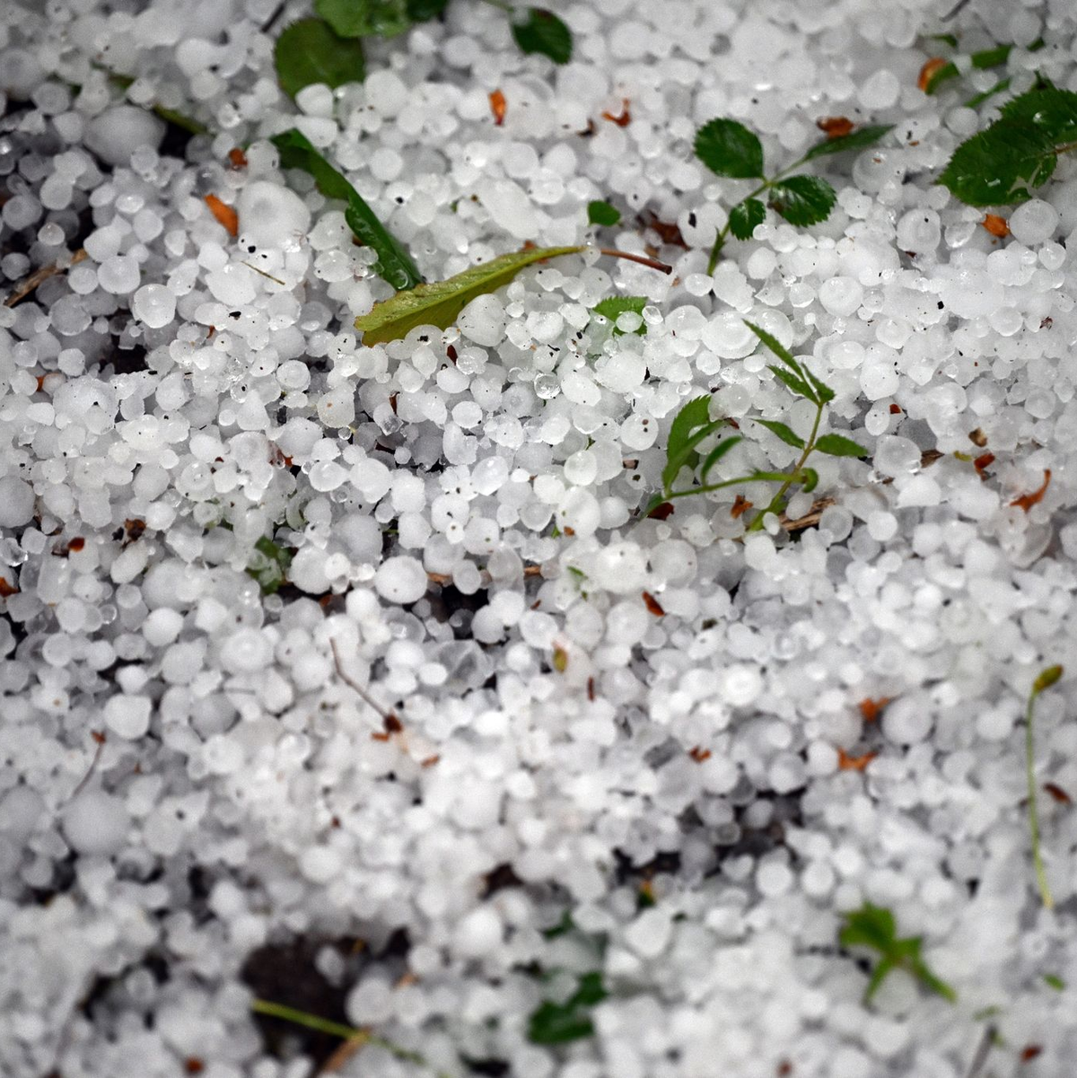 Am Nachmittag zogen erste schwere Gewitter mit kräftigem Regen - und teils auch mit Hagel - über das Land. - Foto: Federico Gambarini/dpa
