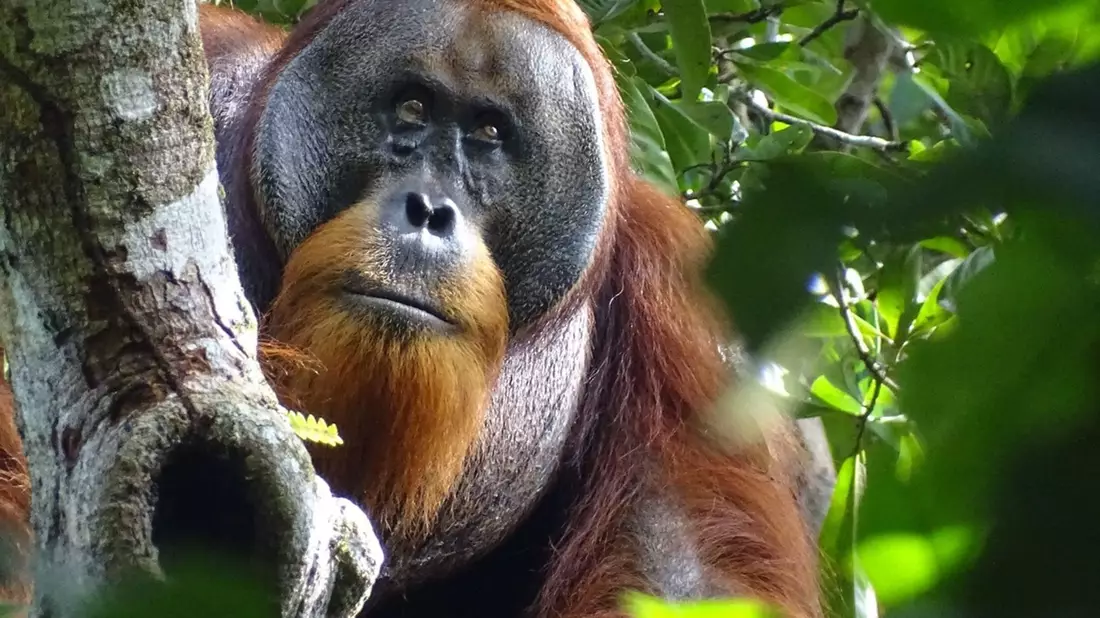 Der männliche Sumatra-Orang-Utan namens Rakus im Urwald von Suaq Balimbing hat sich selbst geheilt. Zwei Monate nach der Selbstbehandlung war die Wunde kaum noch sichtbar. - Bild: Safruddin/Max-Planck-Institut für Tierverhalten/SUAQ foundation/dpa