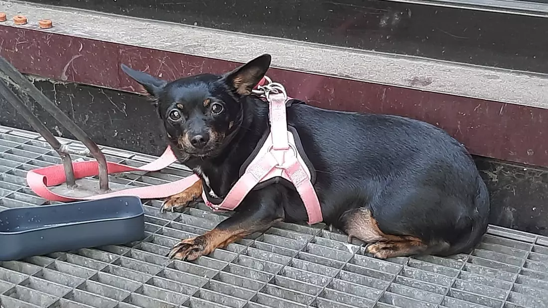 BPOL NRW: Hund ausgesetzt - Bundespolizisten versorgen Tier - Bild: presseportal.de