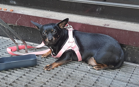 BPOL NRW: Hund ausgesetzt - Bundespolizisten versorgen Tier - Foto: presseportal.de