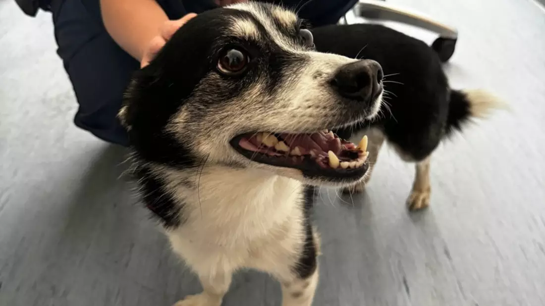 BPOL-HH: Hund im Bahnhof Altona entwendet - Tatverdächtiger vorläufig festgenommen - Bild: presseportal.de