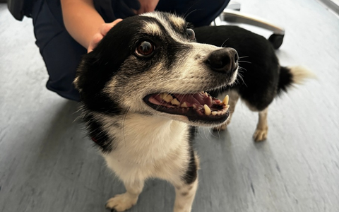 BPOL-HH: Hund im Bahnhof Altona entwendet - Tatverdächtiger vorläufig festgenommen - Foto: presseportal.de