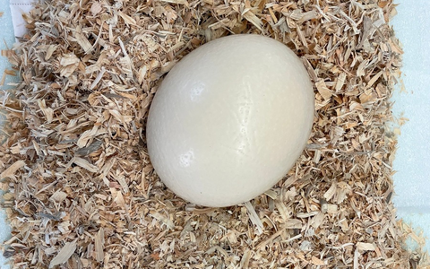 HZA-BS: Verspäteter Aprilscherz - Foto: presseportal.de