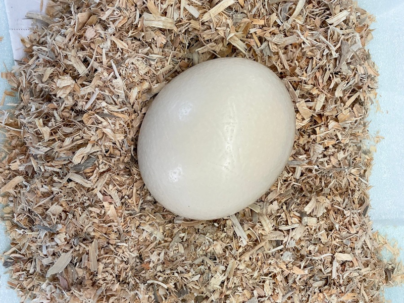 HZA-BS: Verspäteter Aprilscherz - Foto: presseportal.de