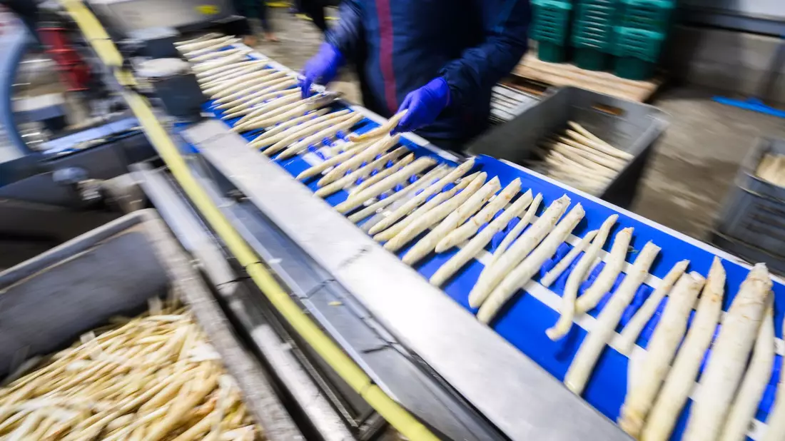 Spargel wird in einem Spargelhof in der Region Hannover sortiert. - Bild: Julian Stratenschulte/dpa