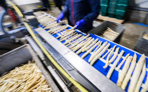 Spargel wird in einem Spargelhof in der Region Hannover sortiert. - Foto: Julian Stratenschulte/dpa
