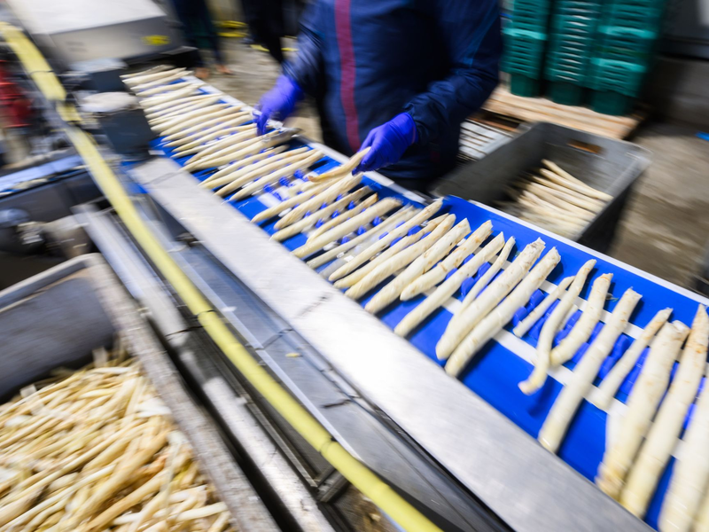 Spargel wird in einem Spargelhof in der Region Hannover sortiert. - Foto: Julian Stratenschulte/dpa