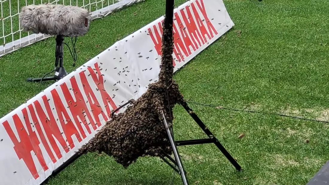 FW Stuttgart: Feuerwehr fängt Bienenschwarm in der MHP-Arena ein - Bild: presseportal.de