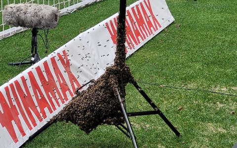 FW Stuttgart: Feuerwehr fängt Bienenschwarm in der MHP-Arena ein - Foto: presseportal.de