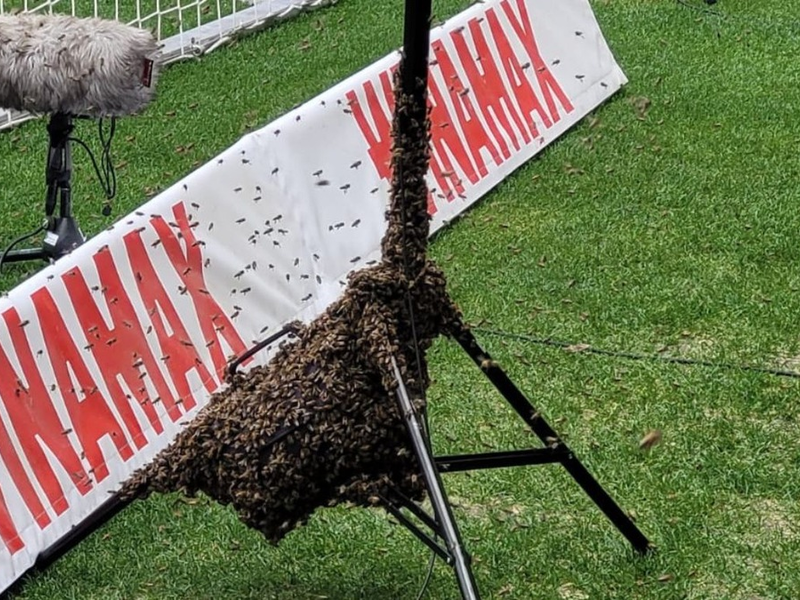 FW Stuttgart: Feuerwehr fängt Bienenschwarm in der MHP-Arena ein - Foto: presseportal.de