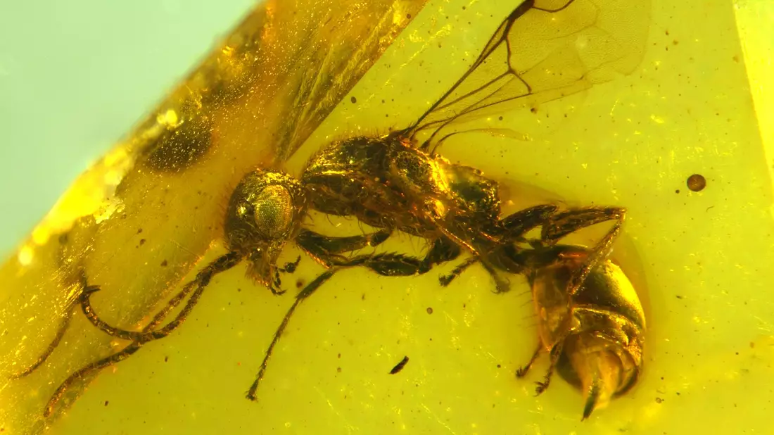 Insektenforscher haben eine bislang unbekannte Wespenart in einem 100 Millionen Jahre altem Bernstein entdeckt. - Bild: Brazidec et al. 2024 Insects, 15/Übersee-Museum/dpa