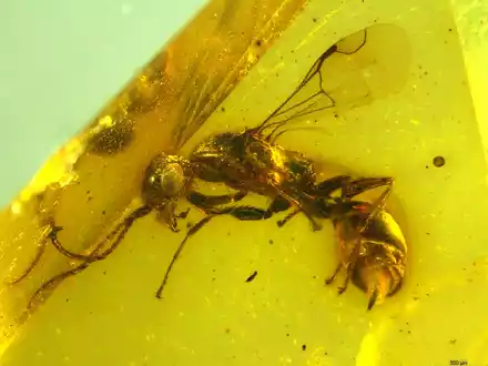 Insektenforscher haben eine bislang unbekannte Wespenart in einem 100 Millionen Jahre altem Bernstein entdeckt. - Foto: Brazidec et al. 2024 Insects, 15/Übersee-Museum/dpa