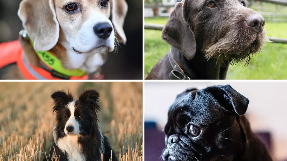 Welcher Hund hat die beste Spürnase? Diese Frage beschäftigt die Wissenschaft. - Bild: Uwe Anspach/dpa