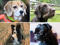 Welcher Hund hat die beste Spürnase? Diese Frage beschäftigt die Wissenschaft. - Foto: Uwe Anspach/dpa