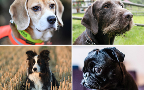 Welcher Hund hat die beste Spürnase? Diese Frage beschäftigt die Wissenschaft. - Foto: Uwe Anspach/dpa