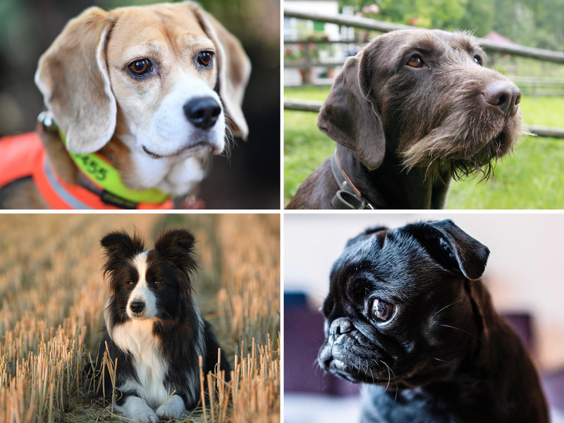 Welcher Hund hat die beste Spürnase? Diese Frage beschäftigt die Wissenschaft. - Foto: Uwe Anspach/dpa