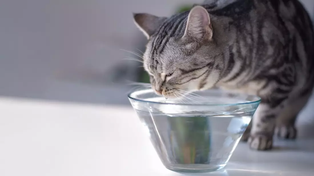 Diabetes mellitus: Wenn die Katze zu viel Zucker im Blut hat - Bild: presseportal.de