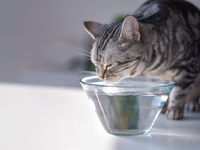 Diabetes mellitus: Wenn die Katze zu viel Zucker im Blut hat - Foto: presseportal.de