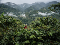 2,6 Mrd. Euro Umsatz mit Fairtrade-Produkten / Fairtrade Deutschland veröffentlicht Jahresbericht 2023/2024 - Foto: presseportal.de