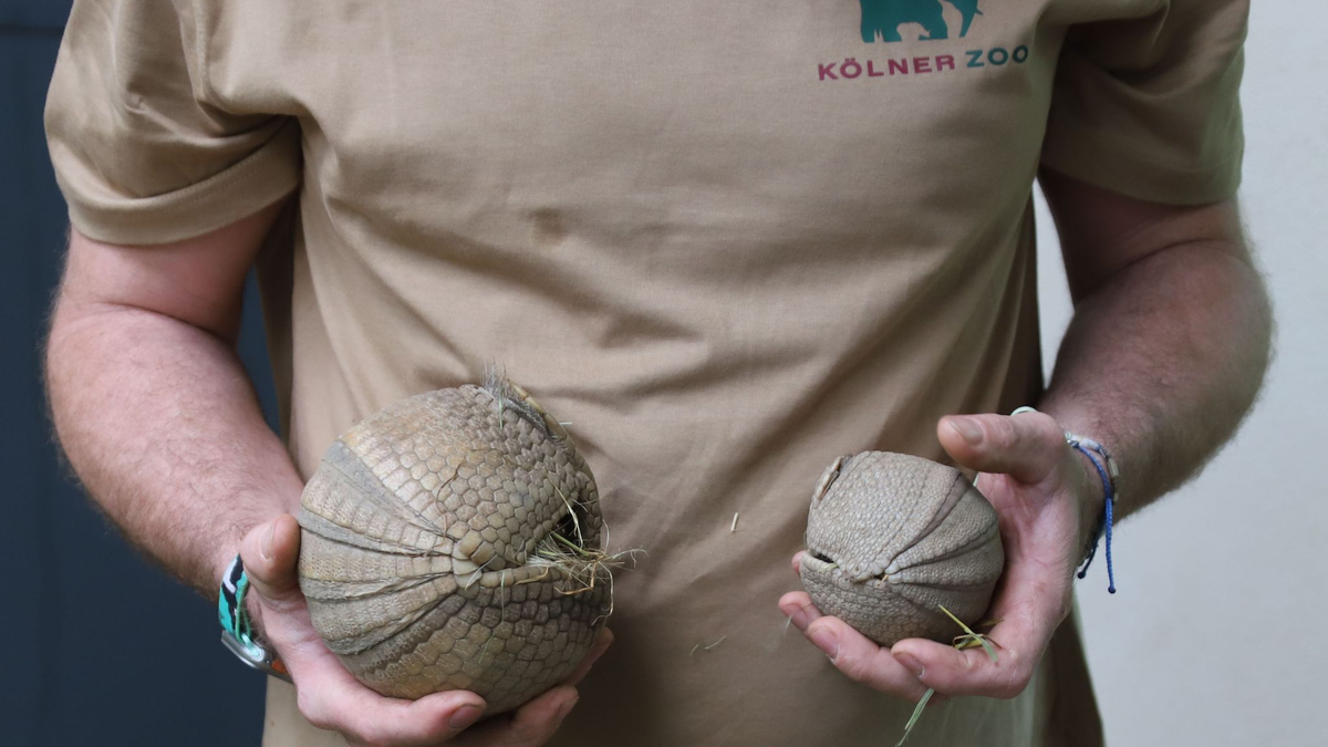 Ein Tierpfleger des Kölner Zoos hält ein junges, südliches Kugelgürteltier und dessen Muttertier (l.) in den Händen. - Foto: Sascha Thelen/dpa