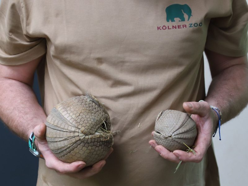 Ein Tierpfleger des Kölner Zoos hält ein junges, südliches Kugelgürteltier und dessen Muttertier (l.) in den Händen. - Foto: Sascha Thelen/dpa