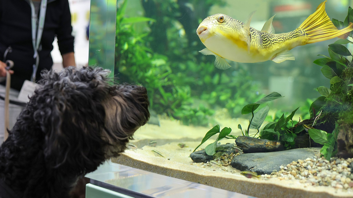 Aquarien scheinen nicht mehr ganz so beliebt zu sein - das aber gilt nicht für alle. - Foto: Daniel Löb/dpa