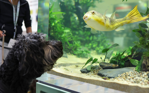 Aquarien scheinen nicht mehr ganz so beliebt zu sein - das aber gilt nicht für alle. - Foto: Daniel Löb/dpa Aquarien scheinen nicht mehr ganz so beliebt zu sein - das aber gilt nicht für alle. - Foto: Daniel Löb/dpa