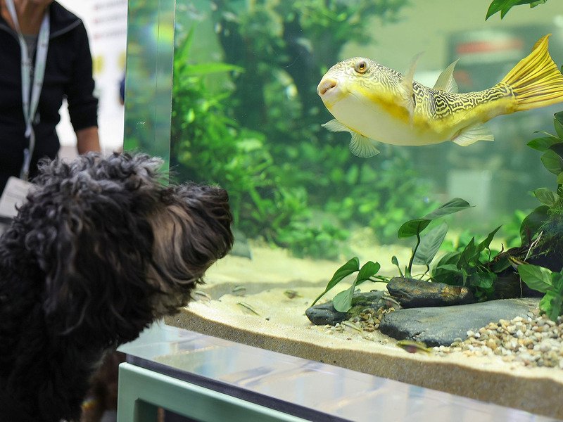 Aquarien scheinen nicht mehr ganz so beliebt zu sein - das aber gilt nicht für alle. - Foto: Daniel Löb/dpa