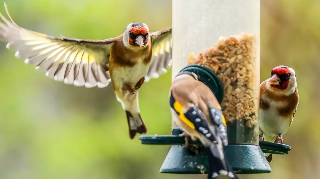 Der Naturschutzbund NABU ruft zur Mitzähl-Aktion Stunde der Gartenvögel auf. Hier Stieglitze (Distelfinken) an einer Futtersäule. - Bild: Oliver Berg/dpa